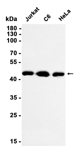 AYD14507