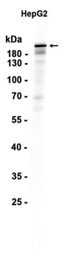 AYD12059