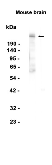 AYD13114