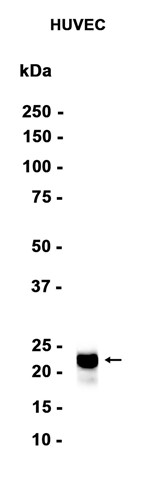 AYD15168
