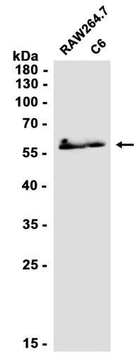 AYD11445