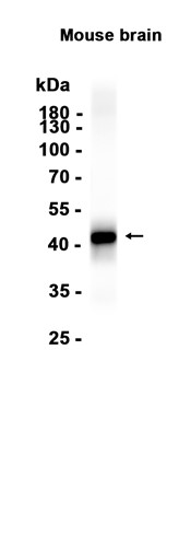 AYD16046