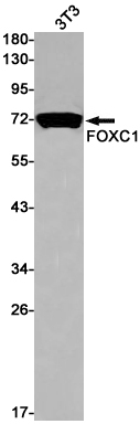 AYD12671