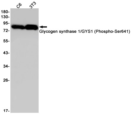 Phospho-Glycogen synthase (Ser641) (YD32108) Rabbit mAb