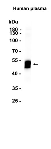 AYD15550