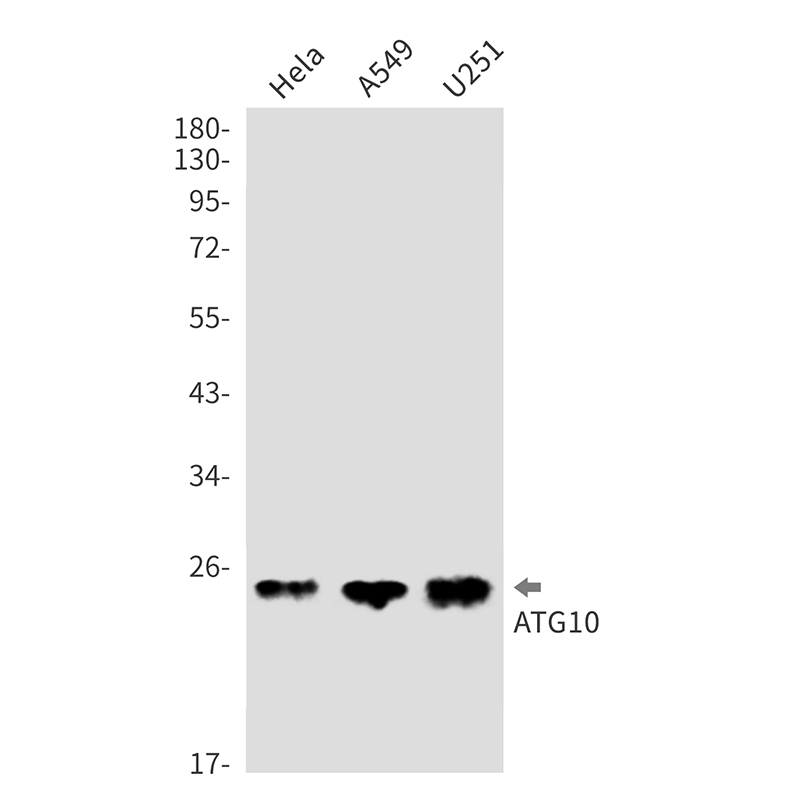 AYD11500