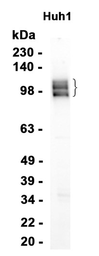 AYD14753