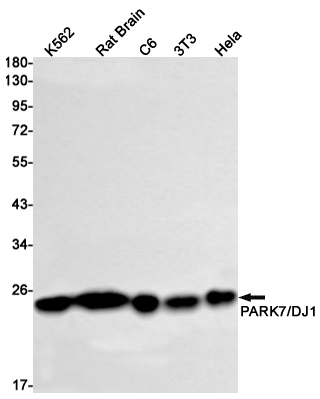 AYD11078
