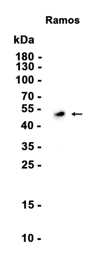 AYD13464
