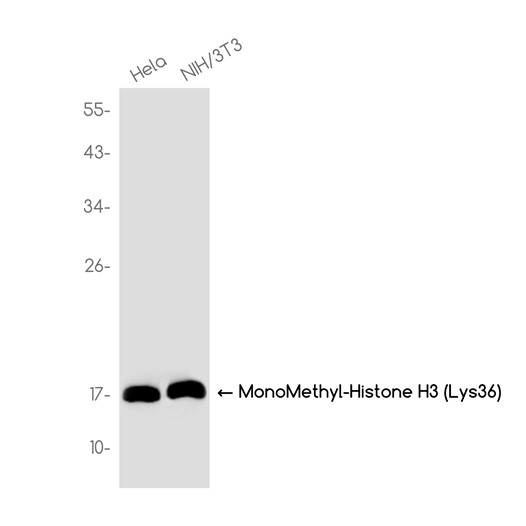 MonoMethyl-Histone H3 (Lys36) (YD19374) Rabbit mAb