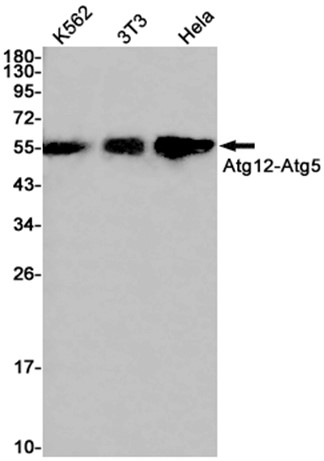 AYD13302