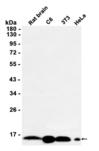 p16 ARC (YD13950) Rabbit mAb