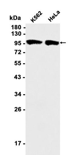 AYD11329