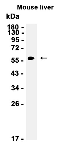 AYD13303