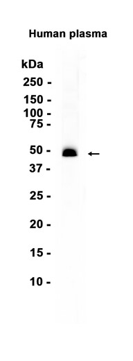 AYD13208