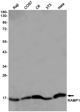 AYD14409