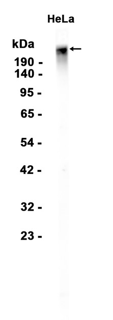 AYD15848