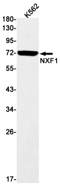 AYD11216