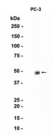 AYD12753