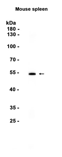 AYD15472