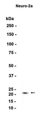 AYD13574