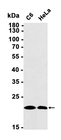 AYD14118