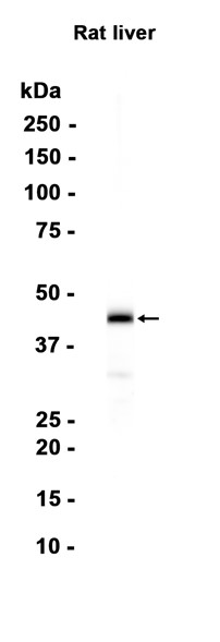 AYD15451