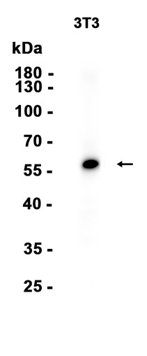 AYD12536