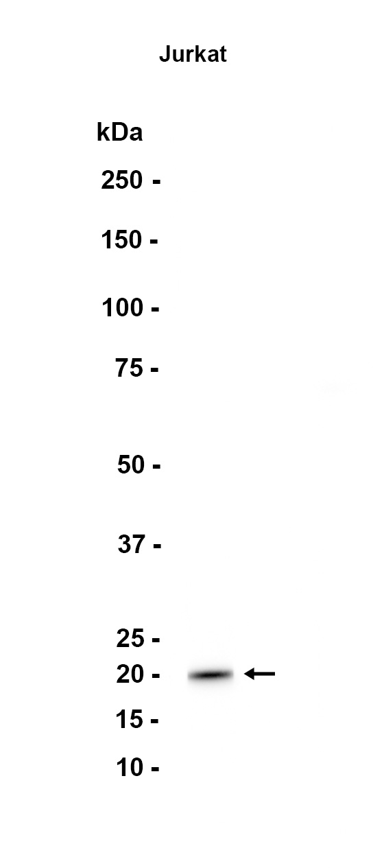 AYD12062