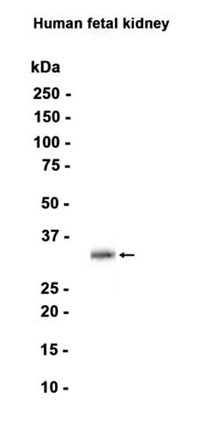 AYD13482