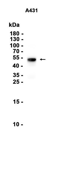 AYD12952