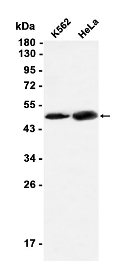 AYD12985
