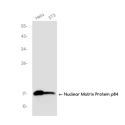 DiMethyl-Histone H3 (Lys36) (YD12437) Rabbit mAb