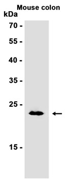 AYD13214