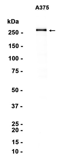 AYD15302