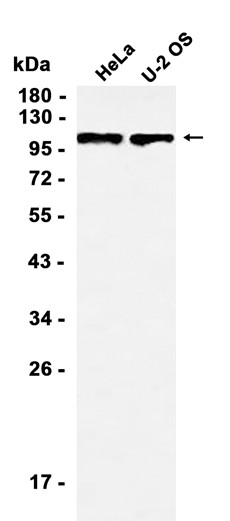 AYD12532