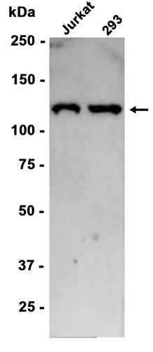 AYD15679