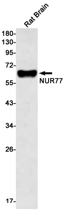 AYD11015