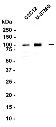 AYD14179