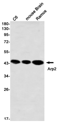 AYD13717