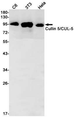 Cullin 5 (YD16774) Rabbit mAb