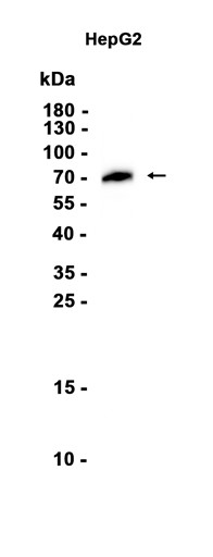 AYD13188