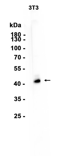 AYD12519