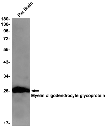 AYD11793