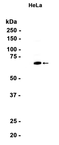 AYD14530