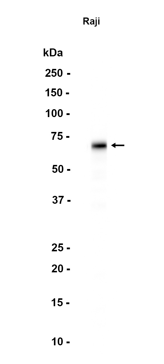 AYD12487