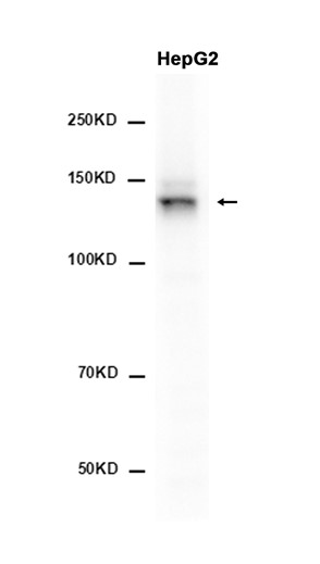 AYD11476