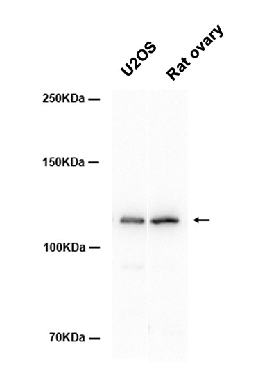 AYD14633
