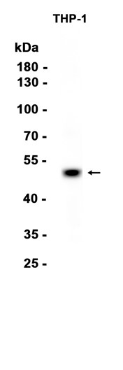 AYD13065