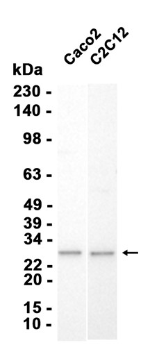 AYD15116